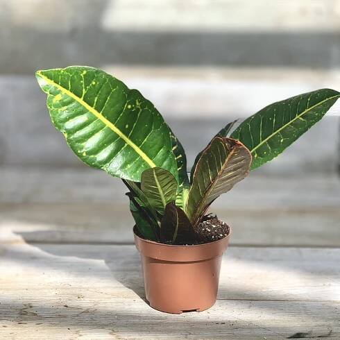 Tropicals - West Coast Floral