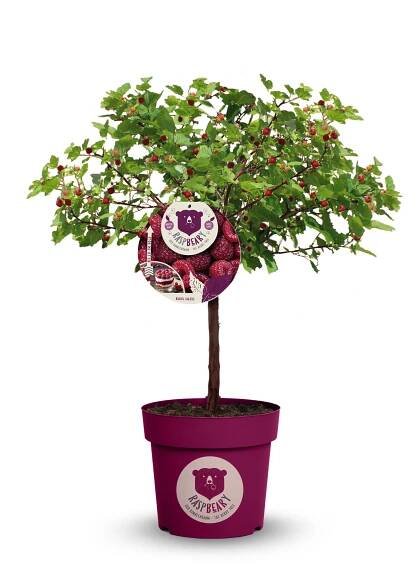 Rubus idaeus x 'Hararasp' (Raspbeary')® - Obrázek 4