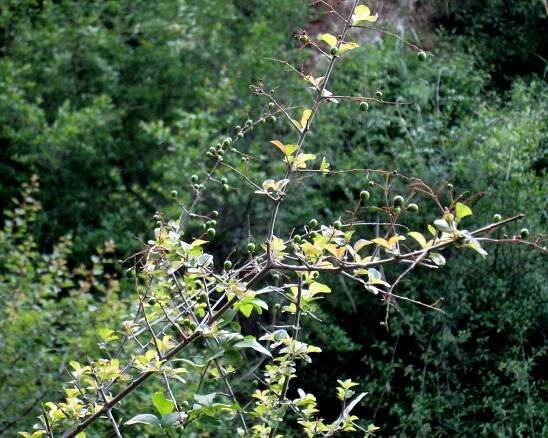 Sageretia thea – eFlora of India
