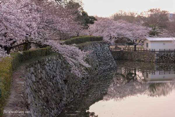 Sakura and Himeji Castle - most beautiful castle in Japan — the wandering cam
