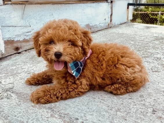 Available Mini Poodle Puppies