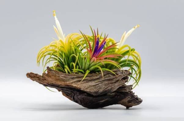Čerstvá barevná Tillandsia nebo letecká rostlina s pylem a květinami. — Stock obrázek