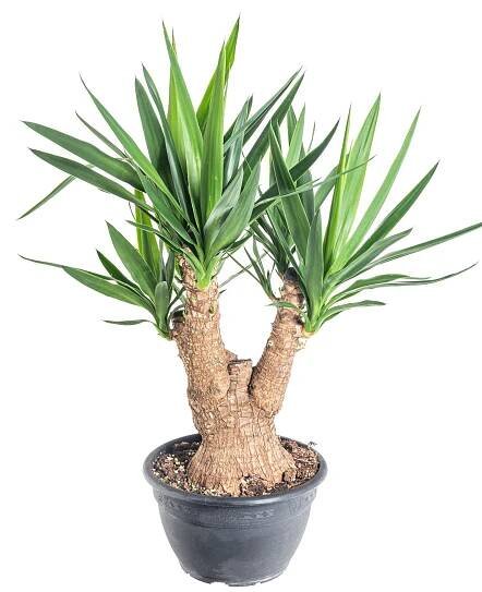 Juka pokojová, Yucca, větvená, květináč 27 cm skladem | ZAZUMi.cz
