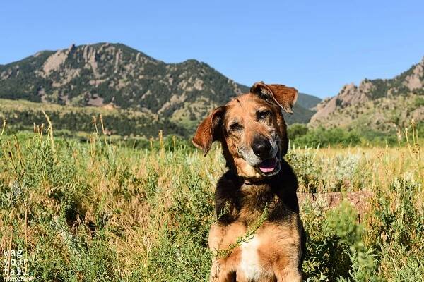 Our session with Maverick & Baxter | Wag Your Tail Photography