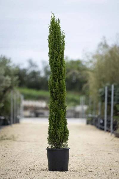 Cupressus sempervirens 'Totem'- Cypřiš stálezelený 'Totem- 40/60