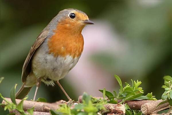 robin-1376816_1920.jpg
