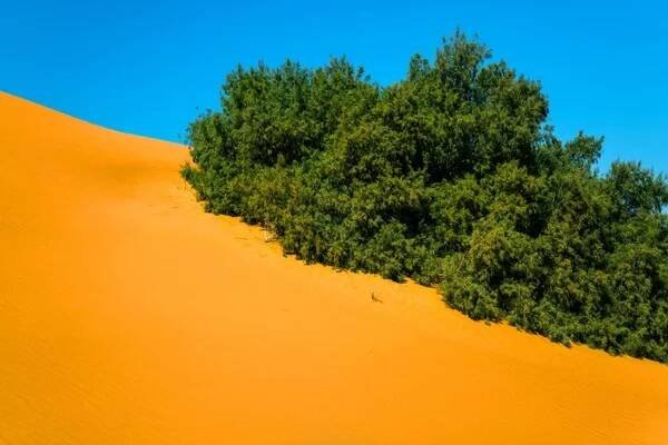 Písečné duny a vegetace v poušti Sahara — Stock obrázek