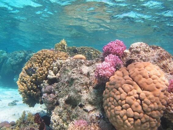 About Sataya Reef - Al Thuraya Red Sea