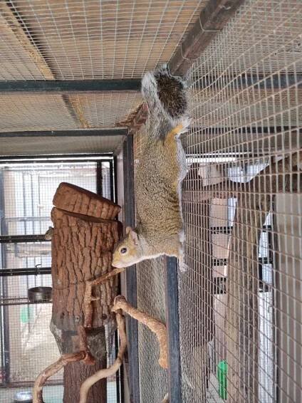 Čikarí červený v ZOO Sedlec u Mikulova