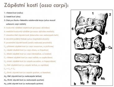 1: vřetenní kost (radius) 2: loketní kost (ulna) 3: žlab pro šlachu vřetenního natahovače karpu (sulcus musculi extensoris carpi radialis) 5: bodcovitý výběžek loketní kosti (processus styloideus) 6: mediální bodcovitý výběžek (processus styloideus medialis) 7: drsnatina třetí záprstní kosti (tuberositas ossis metacarpalis tertii) 8: dorzální podélný žlábek (sulcus longitudalis dorsalis) 9: proximální záprstní kanál (canalis metacarpi proximalis) Ca: přídatná zápěstní kost (os carpi acessorium, os pisiforme) Cu: loketní zápěstní kost (os carpi ulnare, os triquetrum) Ci: střední zápěstní kost (os carpi intermedium, os lunatum) Cr: vřetenní zápěstní kost (os carpi radiale, os scaphoideum) C2: druhá zápěstní kost (os carpale secundum, os trapezoideum) C3: třetí zápěstní kost (os carpale tertium, os capitatum) Cc = C2 + C3 C4: čtvrtá záprstní kost (os carpale quartum, os hamatum) M2: třetí záprstní kost (os metacarpale tertium) M4: čtvrtá záprstní kost (os metacarpale quartum) M5: pátá záprstní kost (os metacarpale quintum)
