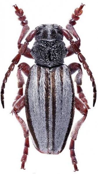 Dorcadion indutum