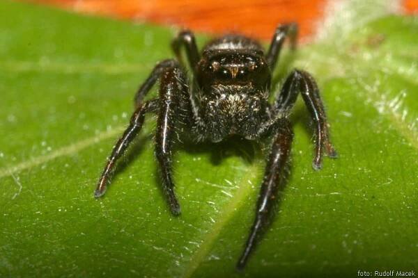 Česká arachnologická společnost - Macaroeris nidicolens (Walckenaer, 1802) [skákavka sosnová] → Čeleď: Salticidae → Rod