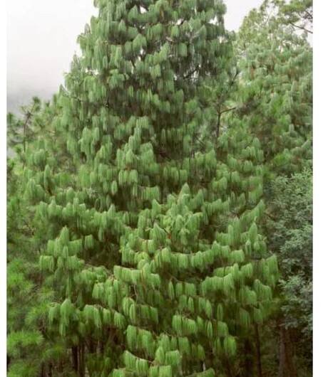 BOROVICE HIMALÁJSKÁ (PINUS WALLICHIANA) - SEMENA BOROVICE - 10 KS