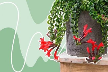 Ultimate Guide to Lipstick Plant Care at Home (Aeschynanthus Radicans)