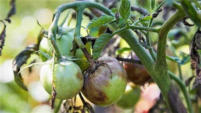 Nejvážnější chorobou rajčat je plíseň rajčete Phytophthora infestans. Napadá listy, stonky i plody a je schopna rostliny během několika dní zcela zlikvidovat.