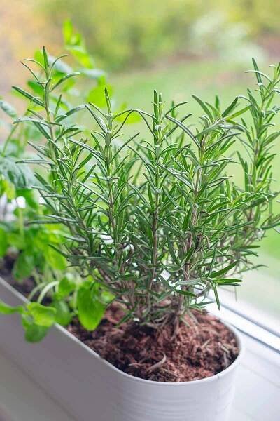 A close up vertical image of a rectangular planter set on a windowsill with a variety of herbs, pictured on a soft focus background.