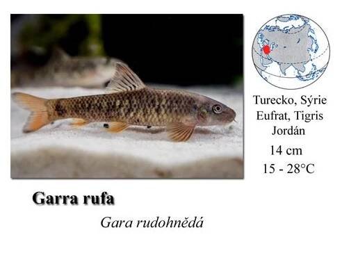 Ostatní - SkloREX Akvaristika