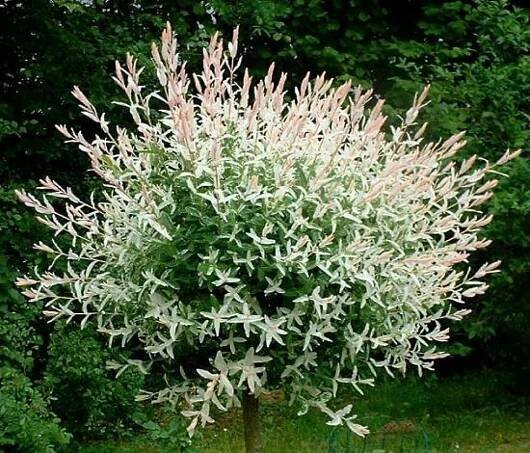 Salix integra 'Hakuro Nishiki' , Vrba na kmínku