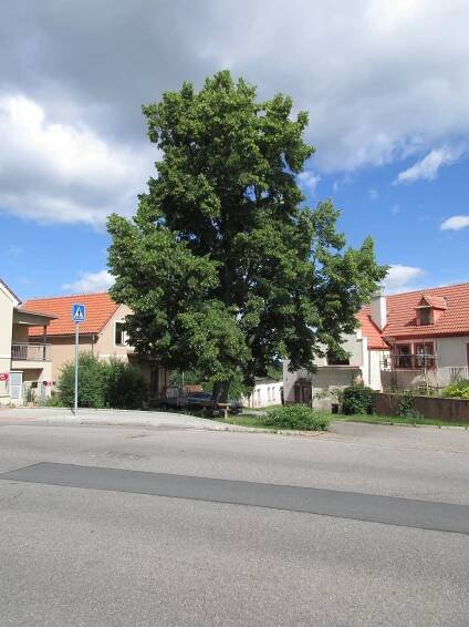 Lípa svobody (Zličín)