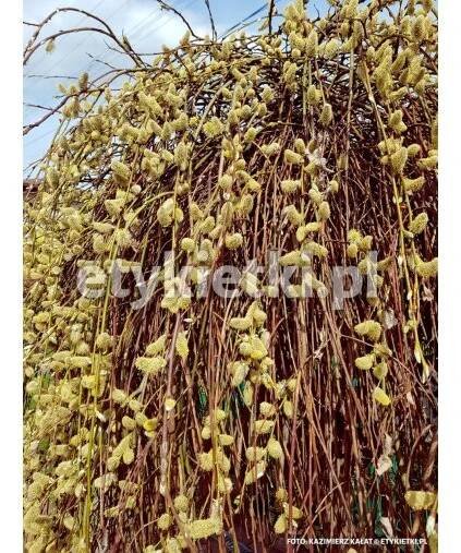 Salix caprea Kilmarnock vrba jíva Kilmarnock