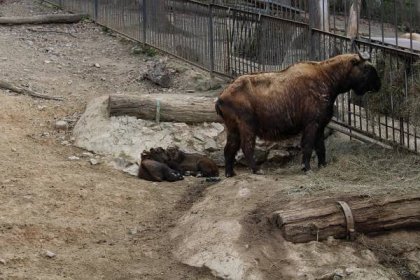 VIDEO: Tři nová mláďata takina indického zdobí brněnskou zoo, podívejte se