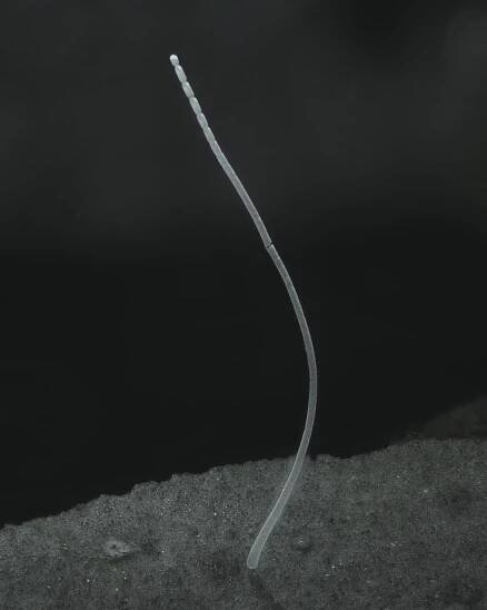 giganticka bakteria Thiomargarita magnifica