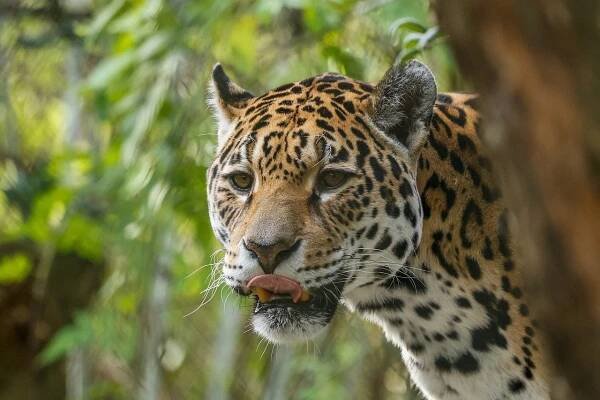 Zvíře, Panter, Příroda, Leopard