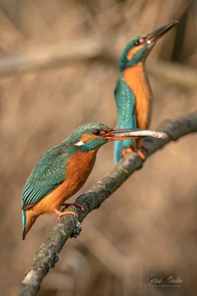 Srostloprstí | Štěpán Mikulka | Wildlife fotograf