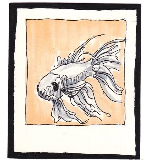 Beta Fish