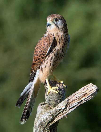 Falcon