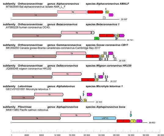 Coronaviridae: genome organisation