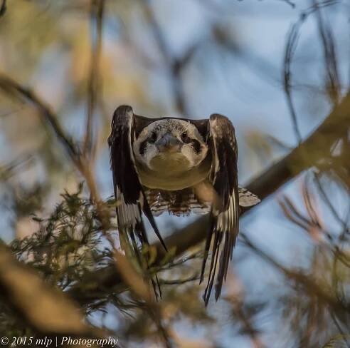 Kookaburra, Moorooduc Quarry