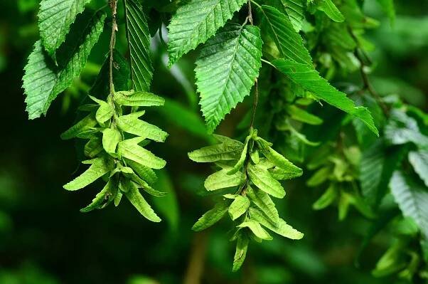 Habr obecný (Carpinus betulus) - Naturhelp.cz