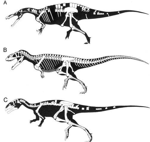 Figure 3. Body shapes of Spinosauridae and Megalosauridae. (A) Suchomimus 