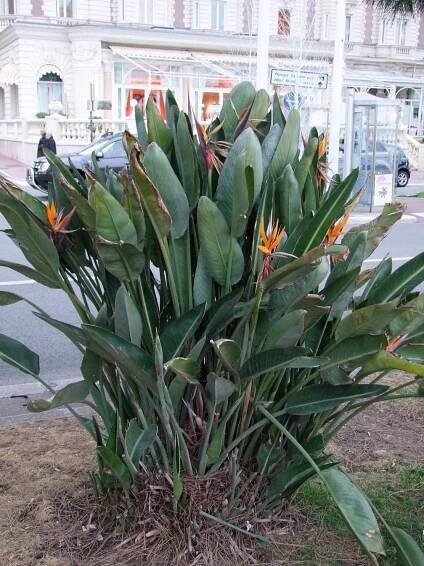 Strelície královská - Strelitzia reginae