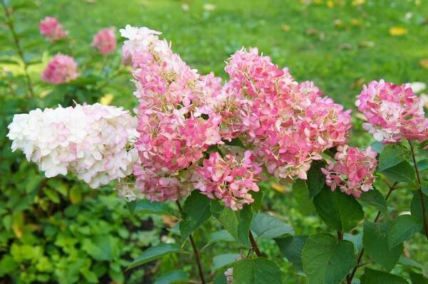 hortenzie paniculata vanille fraise bílé a červené květy - pink hydrangea - stock snímky, obrázky a fotky