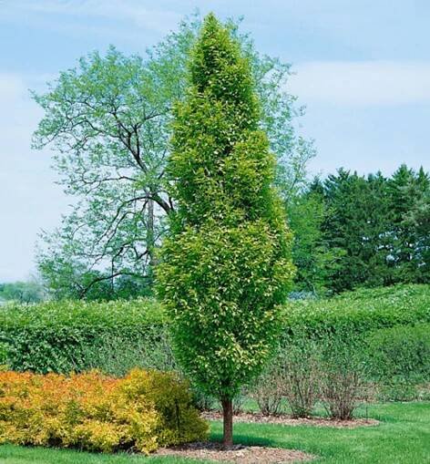 Habr obecný ´LUCAS´ 110-120 cm, kont. 2 l | Lumigreen.cz