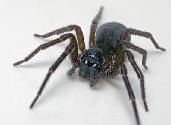 Amaurobius ferox
