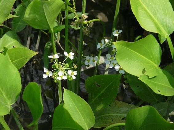 Sagittaria platyphylla