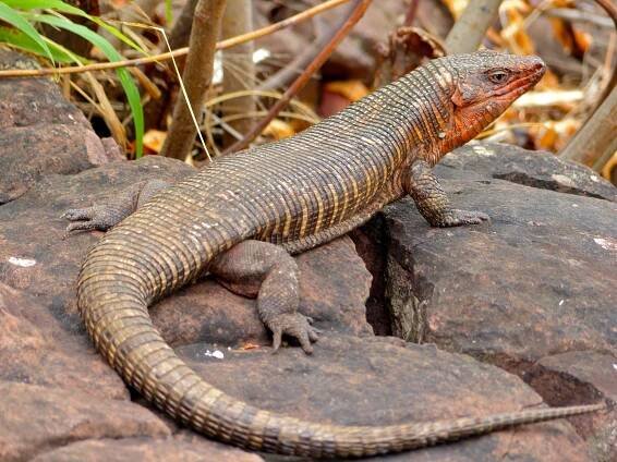 Giant plated lizard