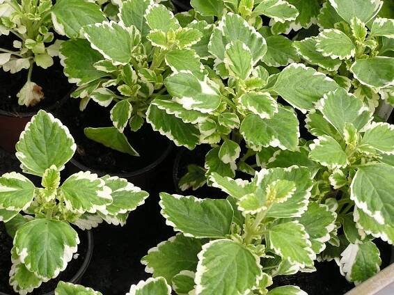 Plectranthus forsteri (Moud Forsterův) - eshop, prodej, semena, rostliny, pěstování, fotografie, množení, popis, atd