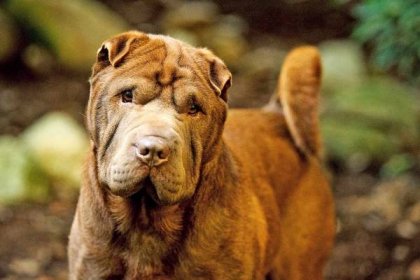 Tan shar-pei with curly tail portrait