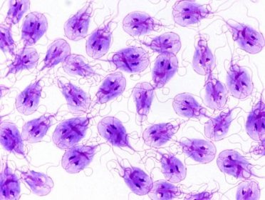 Giardie a kryptosporidie u malých přežvýkavců