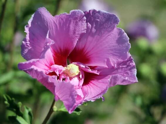 Hibiscus ibišek LAVENDER CHIFFON