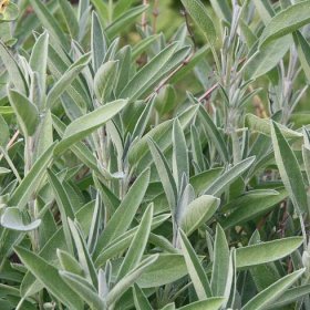 BIO semena šalvěje – BIO Šalvěj lékařská – Salvia officinalis
