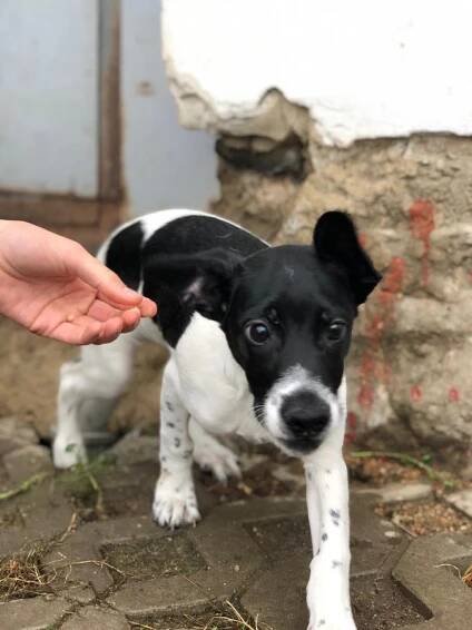 Psi k adopci z útulků, azylů a neziskových organizací