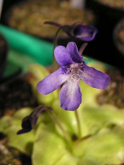 Pinguicula longifolia