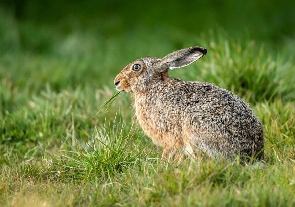 Pozemek ohrožují i větší škůdci. Zvěř spolehlivě odradí jednoduché plašiče i určité vůně - Pěstujme.cz – tipy nejen pro zahradu