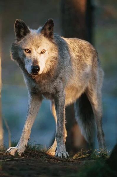 A Majestic White Wolf