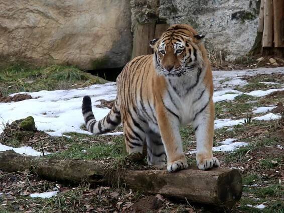 VIDEO: Zoo Zlín má půjčeného tygra Boatsmana. Narodí se mláďata?